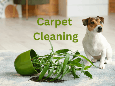 Dog knocked over plant. Carpet cleaner needed in Burlington, Ontario
