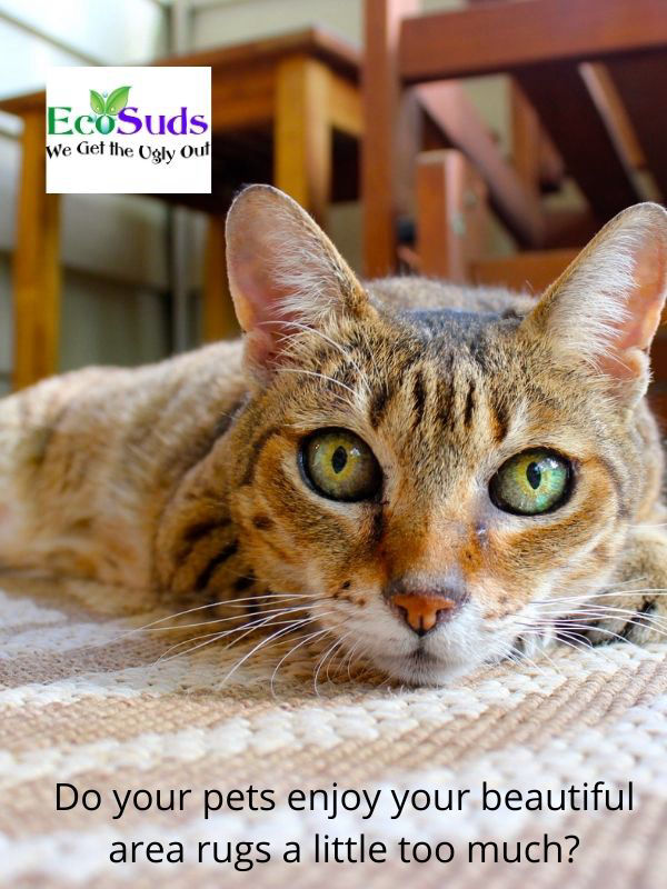Cat on area rug to be cleaned by Ecosuds in Hamilton ON