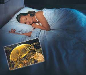 Woman sleeping better in bed after dust mites removed with mattress cleaning by Ecosuds