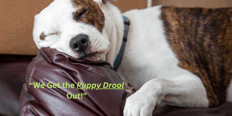 Pet and Kids Friendly Leather Cleaning Hamilton and Grimsby Ontario