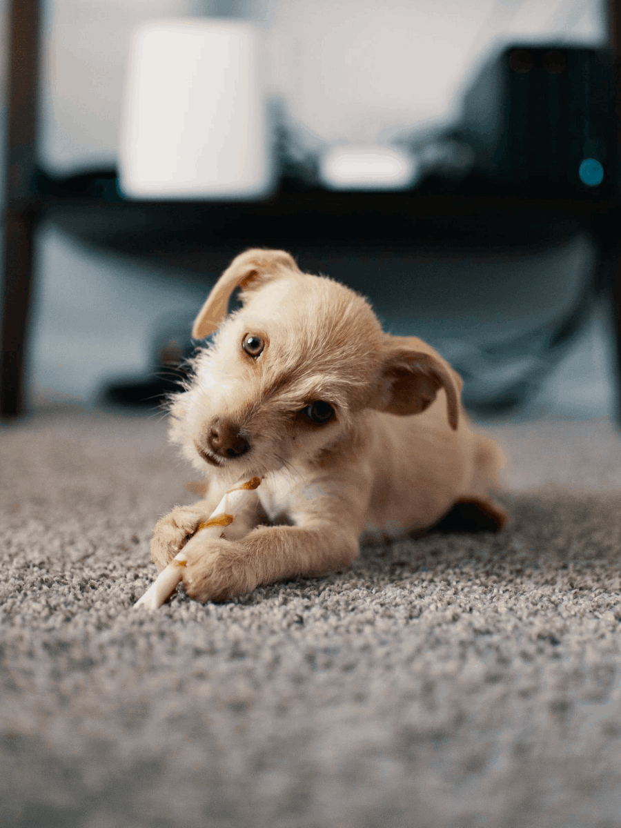 Dog eating bone on carpet cleaned by Ecosuds Hamilton